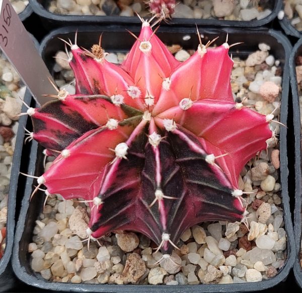 3150 Gymnocalycium mihanovichii f.variegata_