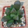 3159 Haworthia ‘Chocolate’ x Haworthia ‘Kegazato’