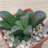 3159 Haworthia ‘Chocolate’ x Haworthia ‘Kegazato’_