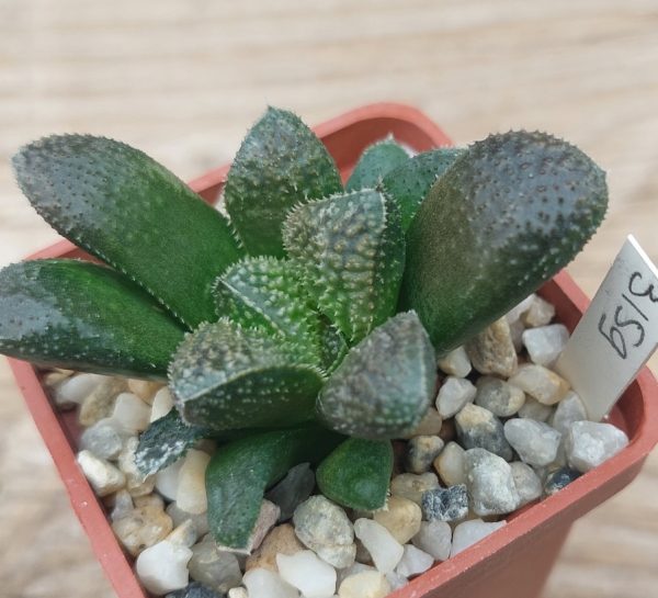 3159 Haworthia ‘Chocolate’ x Haworthia ‘Kegazato’_