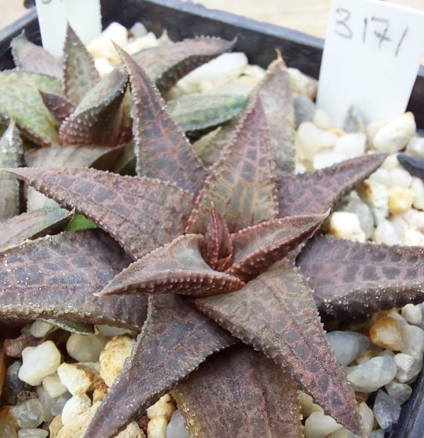 3171 Haworthioa woolleyi x Haworthia koelmaniorum