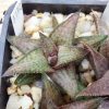 3172 Haworthioa woolleyi x Haworthia koelmaniorum