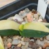 3179 Gasteria armstrongii f. variegata -Japan-