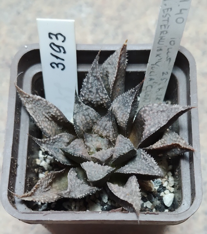 3193 Haworthia Esterhuisenii X Yulia — Cactus Shop