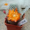 3218 Rebutia albipilosa RH1014