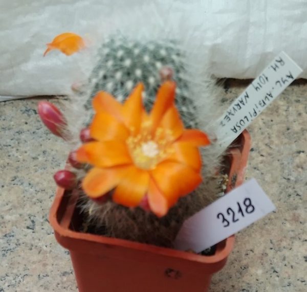 3218 Rebutia albipilosa RH1014