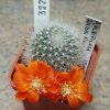 3222 Rebutia albipilosa RH1014