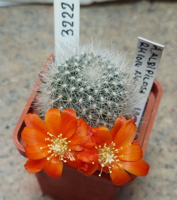 3222 Rebutia albipilosa RH1014