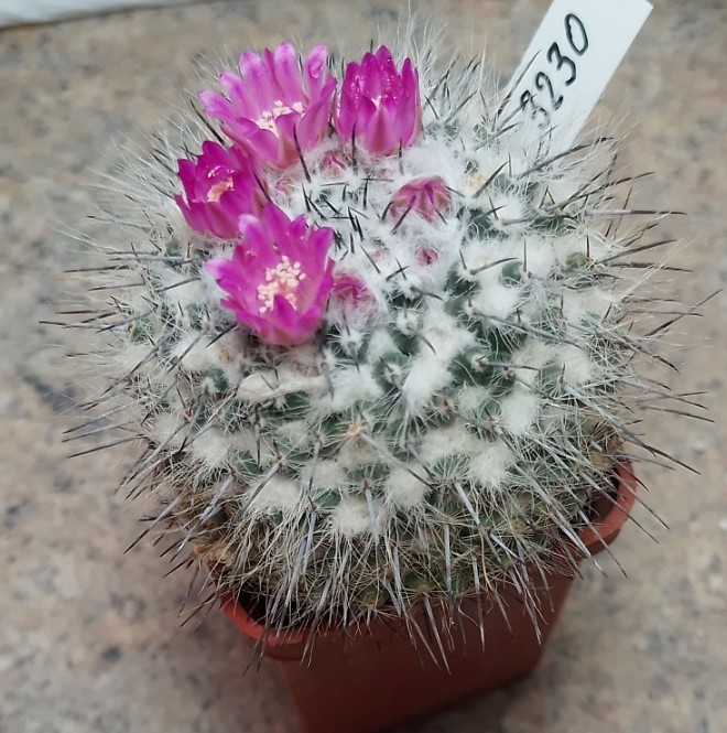 3230 Mammillaria woodsii  Cactus-shop