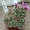 3235 Mammillaria zeilmanniana