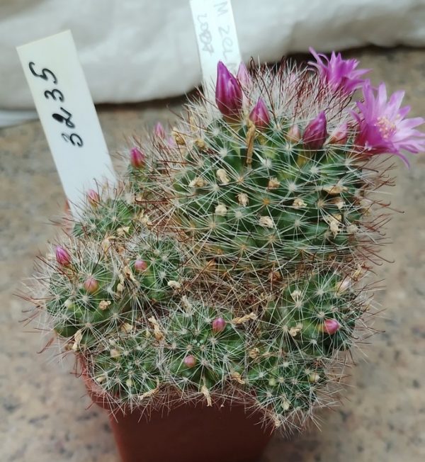 3235 Mammillaria zeilmanniana