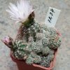 3237 Gymnocalycium bruchii