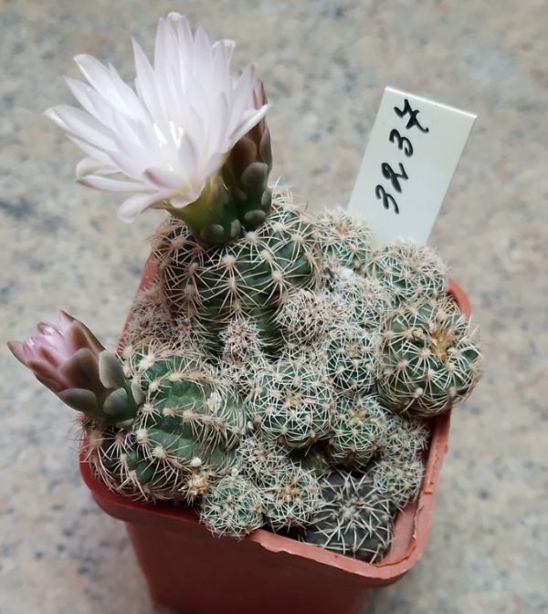 3237 Gymnocalycium bruchii