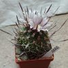 3246 Echinofossulocactus lloydii