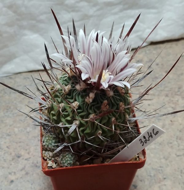 3246 Echinofossulocactus lloydii