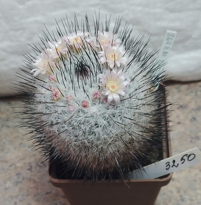 3250 Mammillaria ritteriana  Cactus-shop
