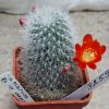 3259 Rebutia albipilosa RH1014