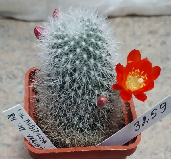 3259 Rebutia albipilosa RH1014