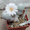 3264 Mammillaria herrerae v.albiflora