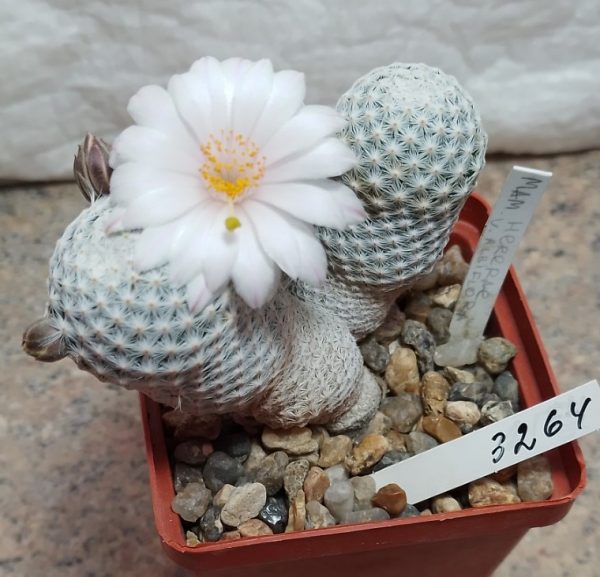 3264 Mammillaria herrerae v.albiflora