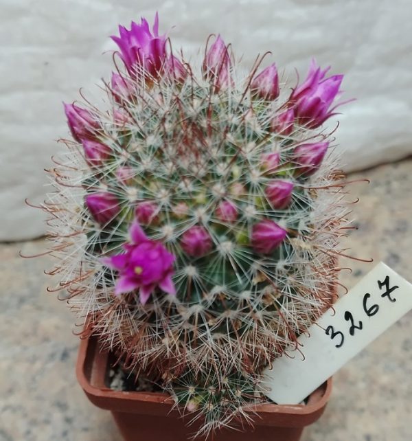 3267 Mammillaria zeilmanniana —