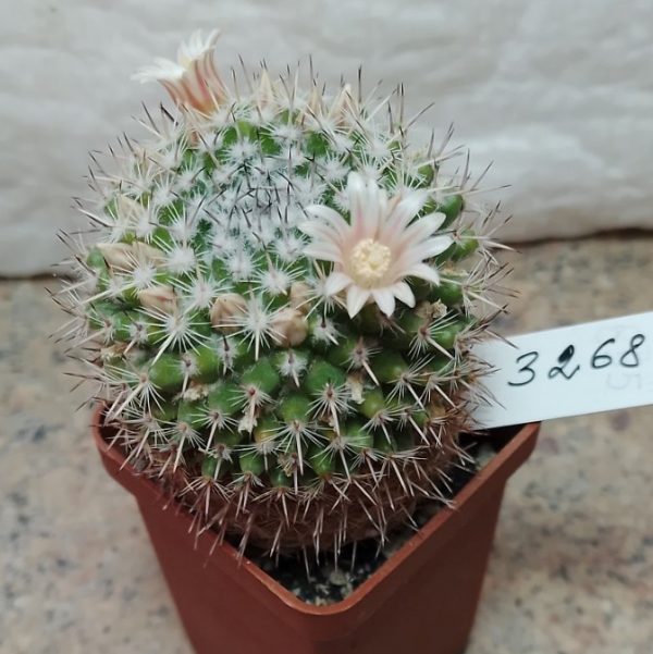 3268 Mammillaria formosa