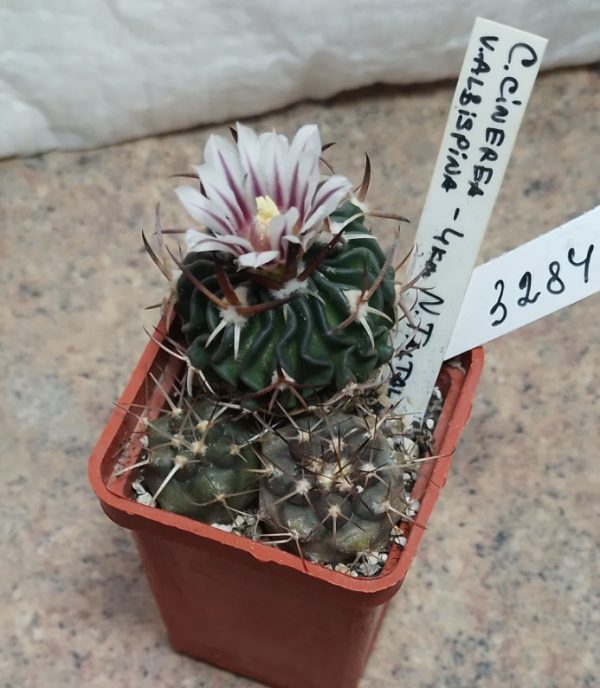 3284 Copiapoa cinerea v.albispina — 4 km N. Taltal-