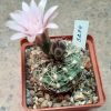 3294 Gymnocalycium erinaceum