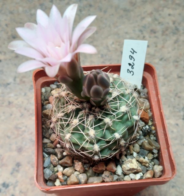 3294 Gymnocalycium erinaceum