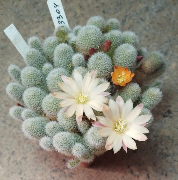 3304 Rebutia heliosa ‘Sunrise’