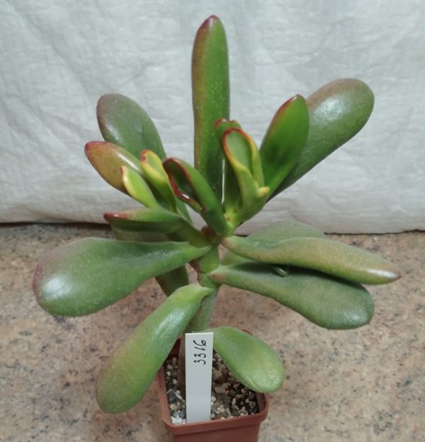 3316 Crassula ovata ‘Red Horn Tree’