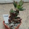 3322 Crassula ovata ‘Hobbit’