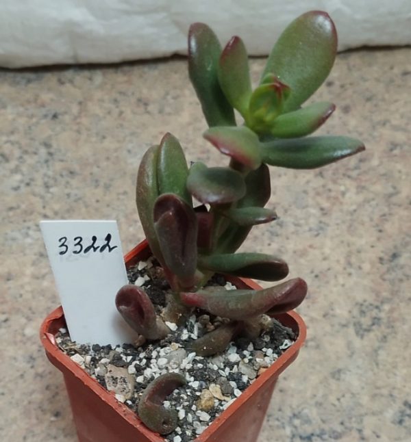 3322 Crassula ovata ‘Hobbit’