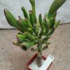 3323 Crassula ovata ‘Coral’