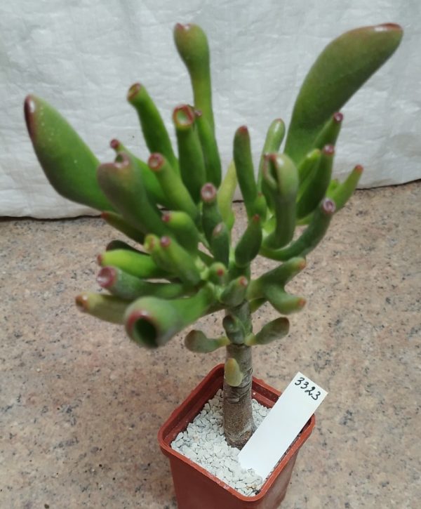 3323 Crassula ovata ‘Coral’