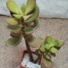 3331 Crassula ovata ‘Crosby’s Compact’