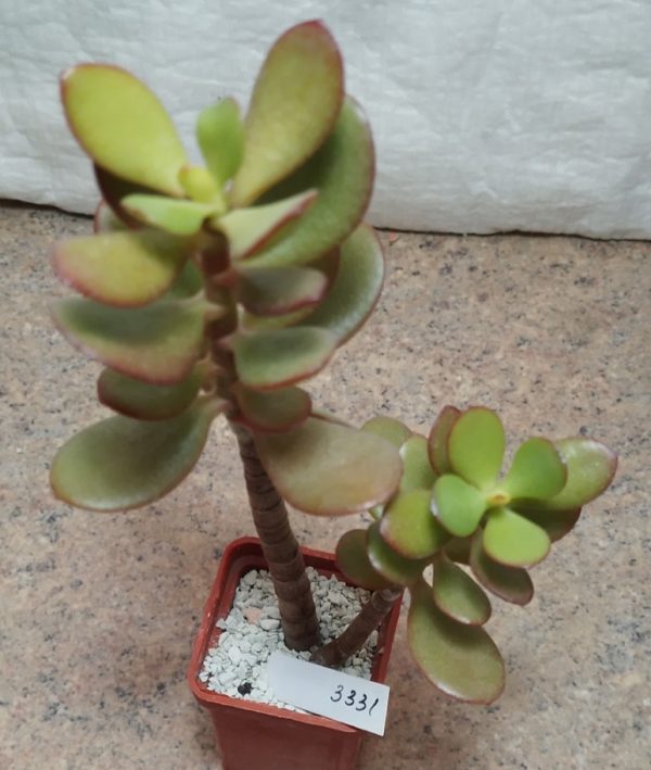 3331 Crassula ovata ‘Crosby’s Compact’