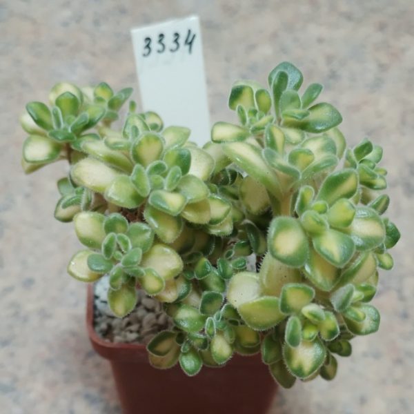 3334 Aeonium bethencourtianum f . variegata