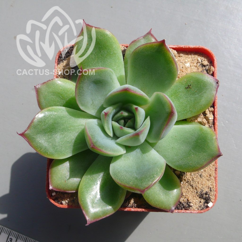 Echeveria Deranosa — Cactus-shop