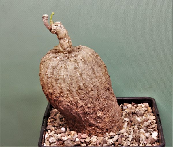Adenia aff. Stenodactula, Madibira, Tanzania 5 — 2400 -12х12