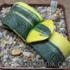 Gasteria armstrongii f. variegata -Japan-