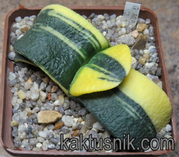 Gasteria armstrongii f. variegata -Japan-