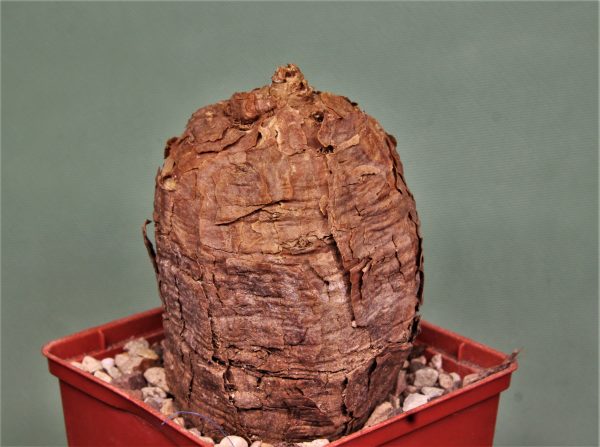Talinum caffrum. Dodoma prov. Tanzania 3 — 1100 — 8×8