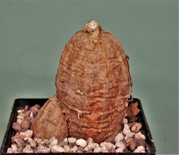 Tallinum aff. cafrum. Dodoma prov. Tanzania 5 — 700 — 7×7