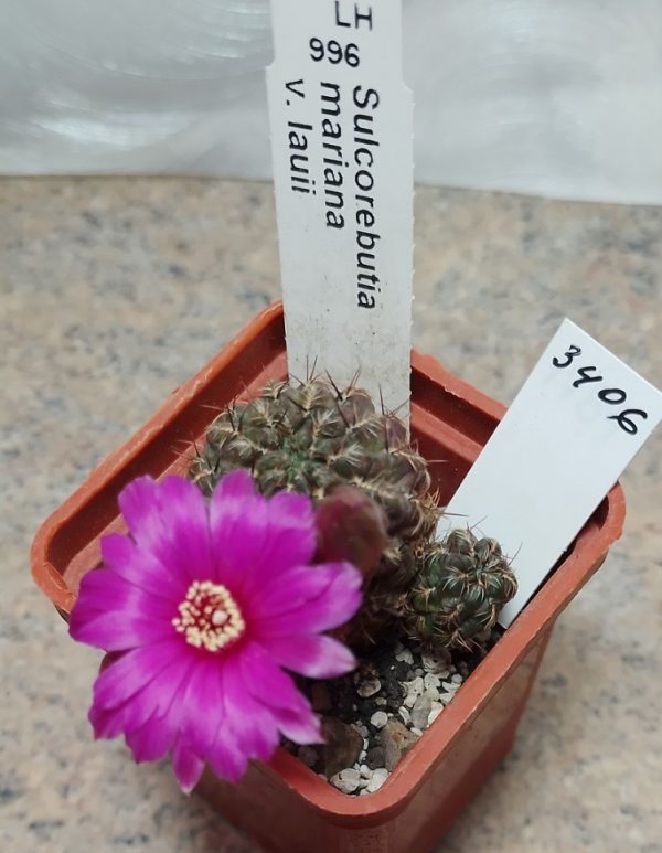 3406 Sulcorebutia mariana v.laui LH996