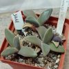 3445 Aloinopsis peersii CM15