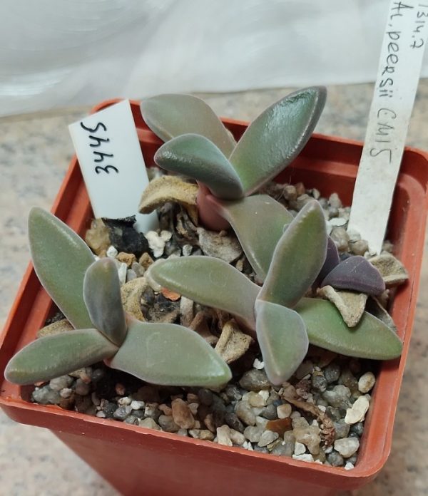 3445 Aloinopsis peersii CM15