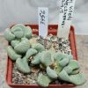 3456 Aloinopsis villetii