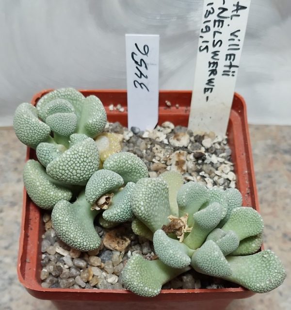 3456 Aloinopsis villetii