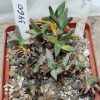 3460 Aloinopsis acuta